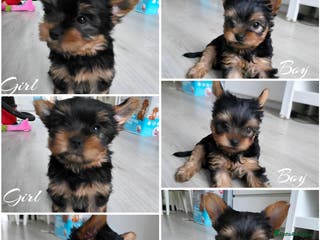 Yorkshire Terrier dogs Yorkshire terrier🐶KC.reg 5 gen.Pedigree 🏆💕 - Advert 1