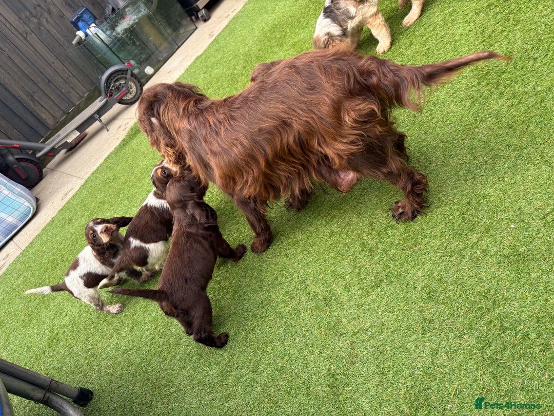 Cocker Spaniel dogs for sale: Cocker spaniel puppies  - Image 4