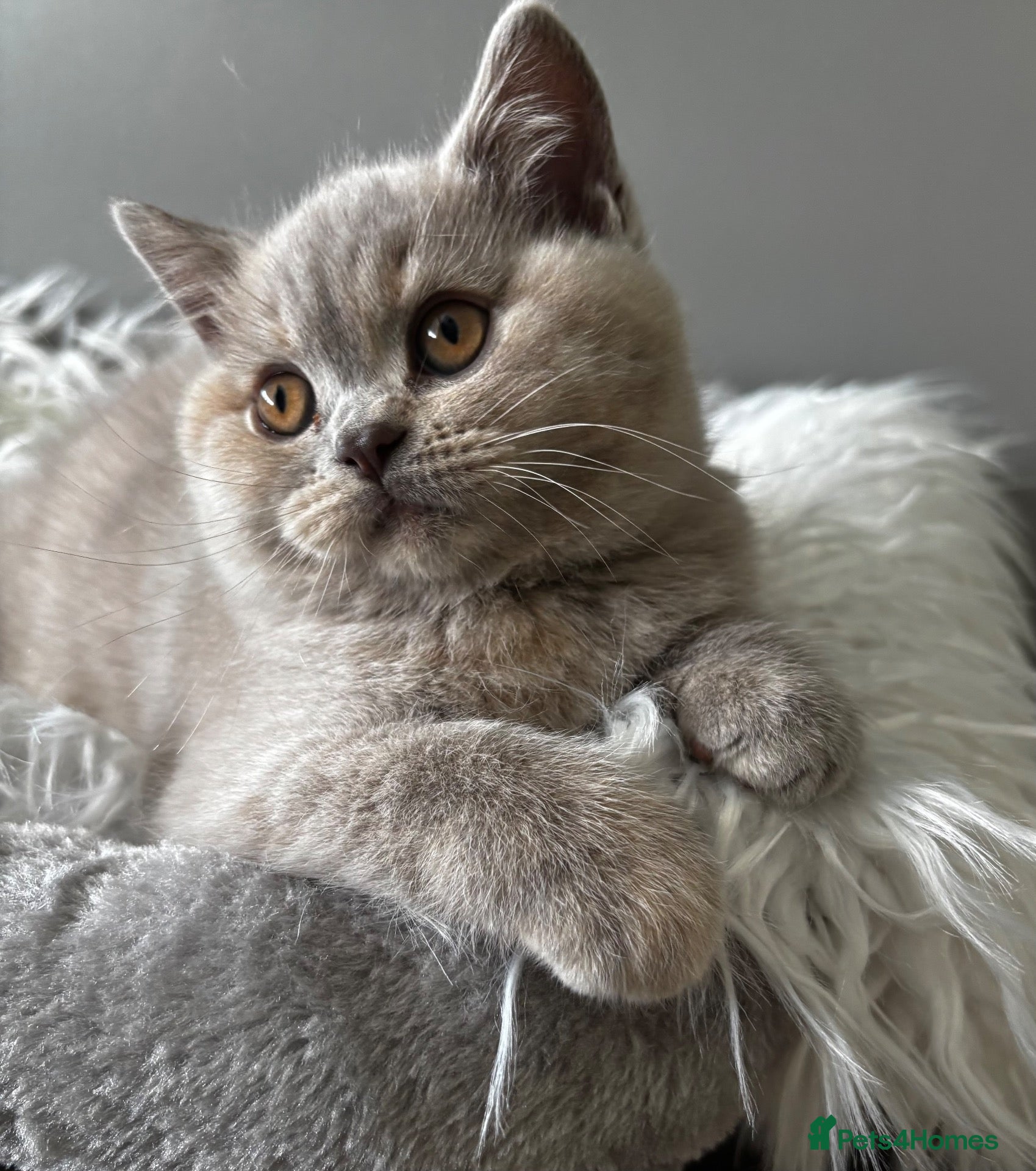British Longhair cats **Only 2 Remaining! GCCF British LH/SH Kittens ** - Advert 1