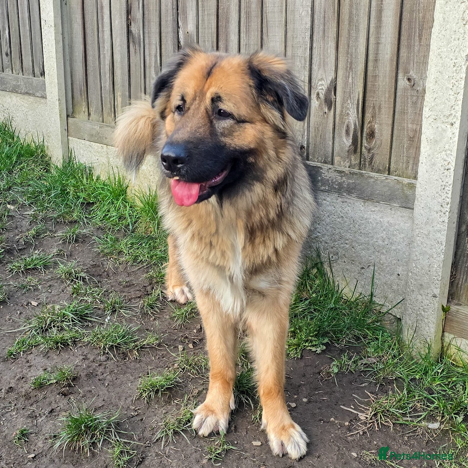 Mixed Breed dogs Caucasian Shepsky puppies for sale. - Advert 1