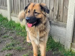 Mixed Breed dogs Caucasian Shepsky puppies for sale. - Advert 1