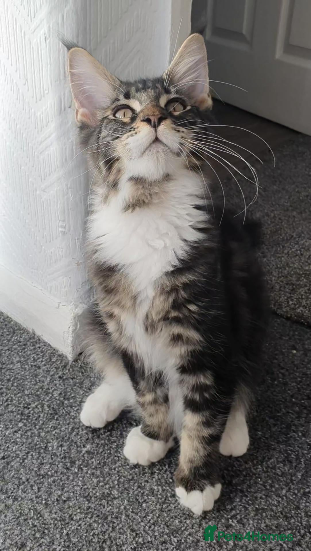 Maine Coon cats only two boys left pure maine coons - Advert 2