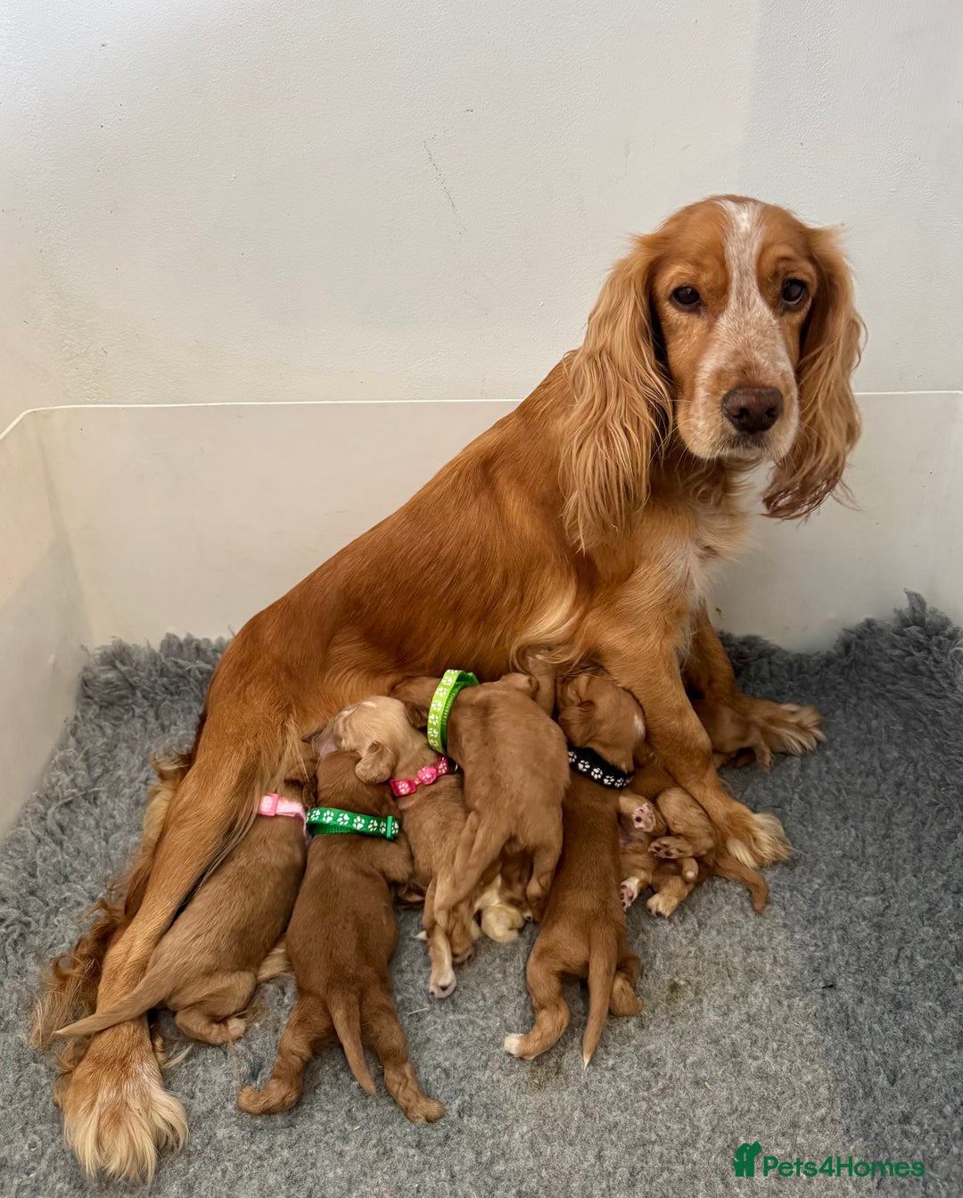 Cocker Spaniel dogs for sale: 🐾 🌟 Exceptional Show Type Cocker Spaniels 🐾 🌟 - Image 8