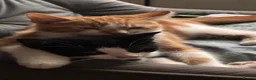 Mixed Breed cats for sale: Velvet kisses  - Advert 11