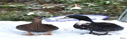 Ducks poultry for sale: Male drake ducks in Blaenau Ffestiniog - Advert 1