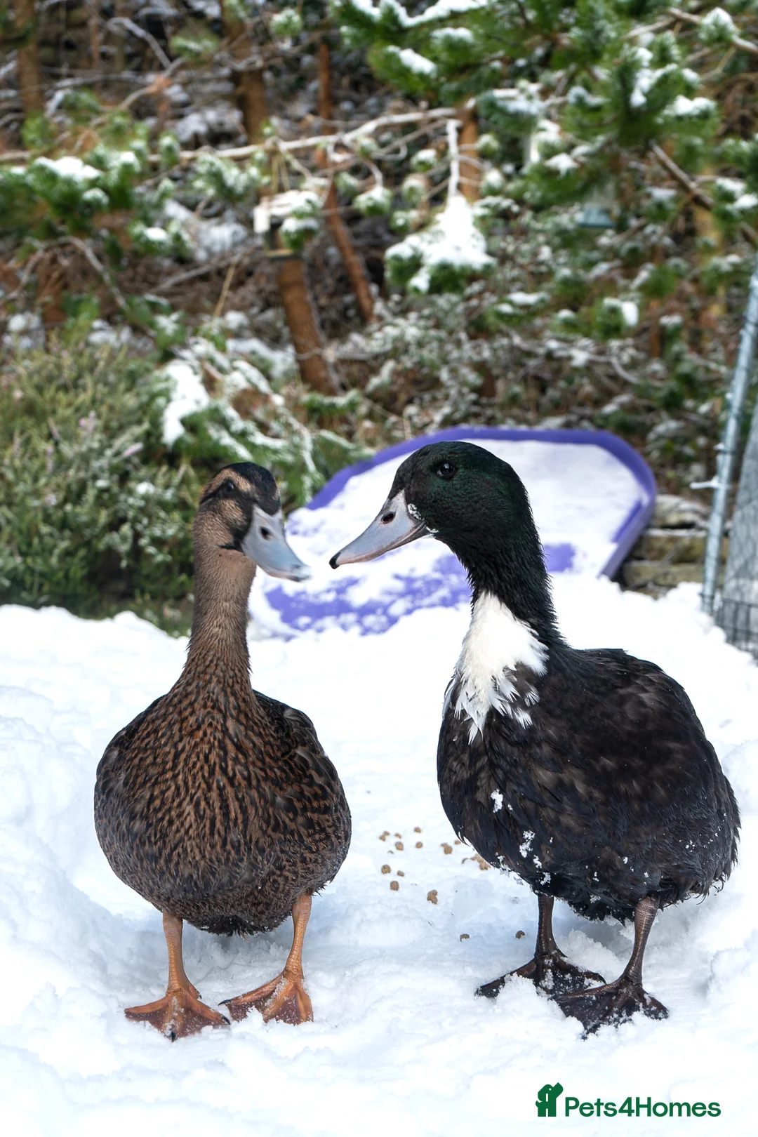 Ducks poultry for sale: Male drake ducks in Blaenau Ffestiniog - Advert 1