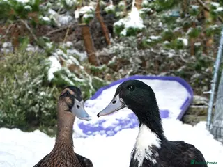 Ducks poultry Male drake ducks - Advert 4