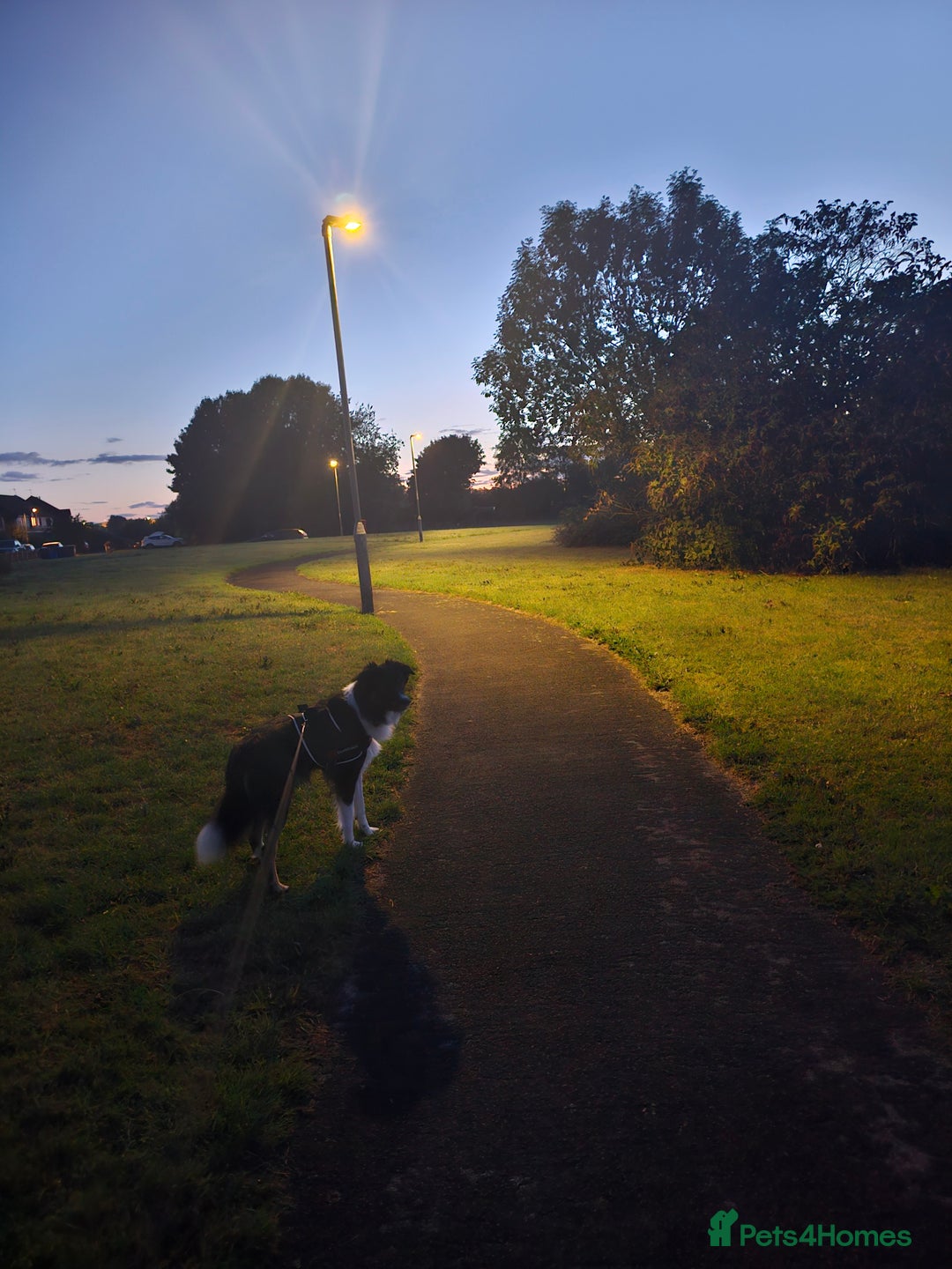 Border Collie dogs for sale: Beautiful border Collie bailey - Image 3