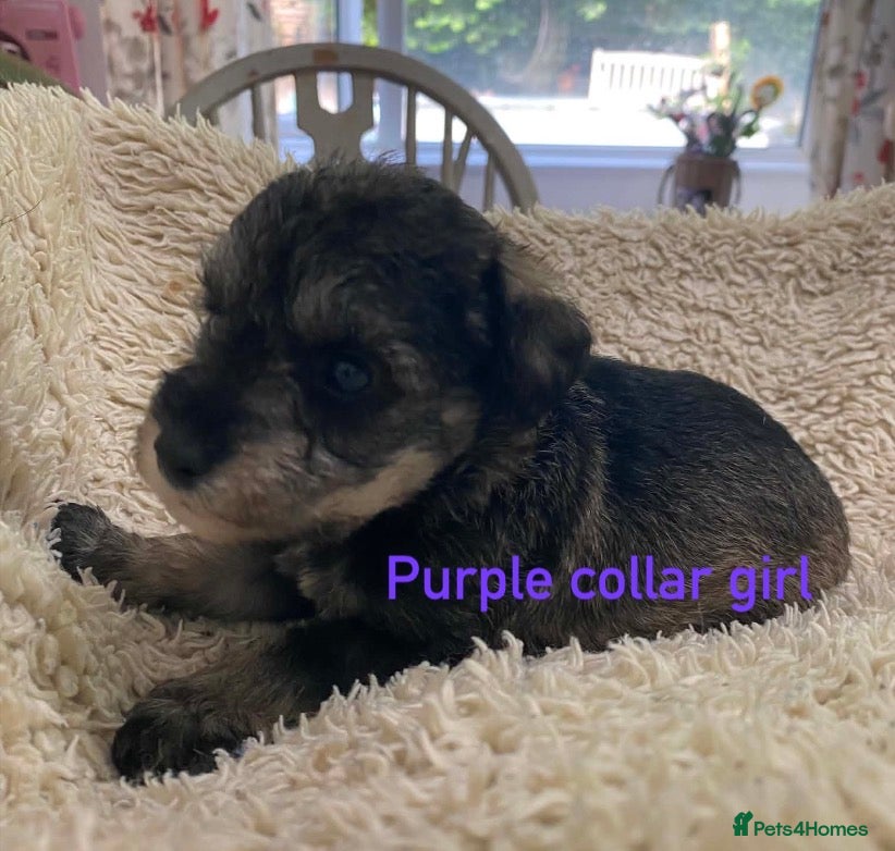 Schnoodle dogs F1 Toy Schnoodles  - Advert 3