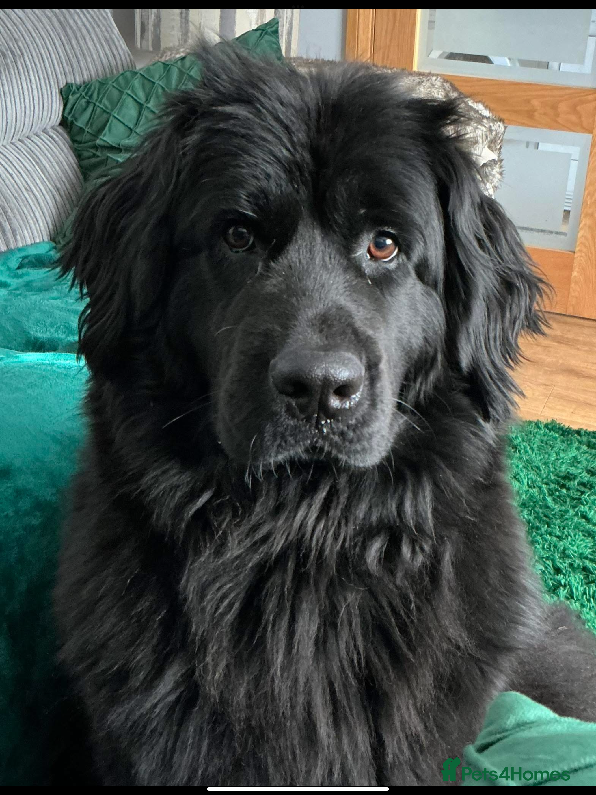 Mixed Breed dogs Wanted  - Advert 8