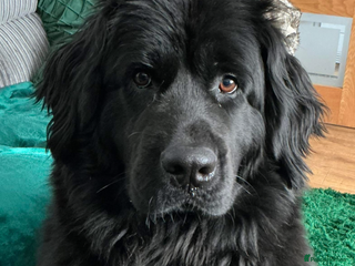 Mixed Breed dogs Wanted - Advert 4