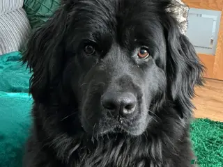 Mixed Breed dogs Wanted - Advert 3