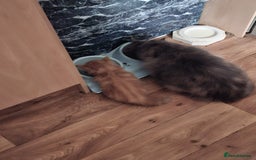 Mixed Breed cats for sale: 4 gorgerous kittens - Image 3