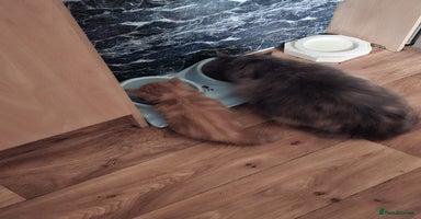 Mixed Breed cats - Advert 7