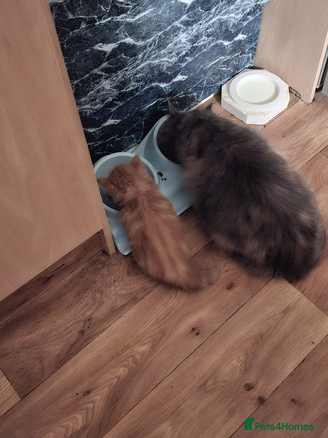 Mixed Breed cats for sale: 4 gorgerous kittens - Image 3