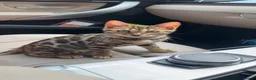 Bengal cats for sale: Beautiful bengal for sale - Advert 5
