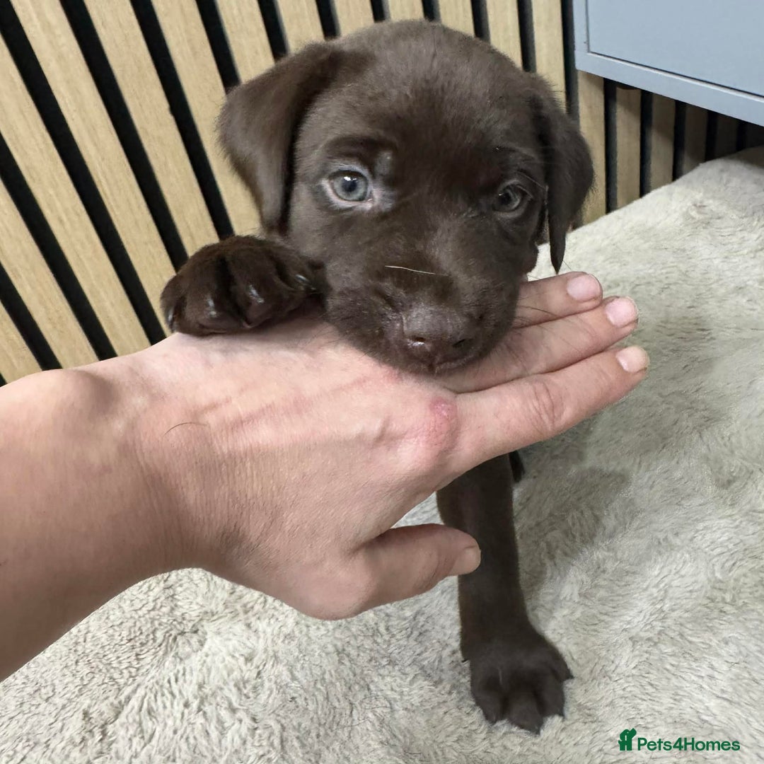 Labrador Retriever dogs for sale: Beautiful Labrador puppies for sale🥰 - Advert 15