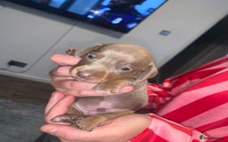 Miniature Dachshund dogs for sale: Kc miniature daschunds - Image 5