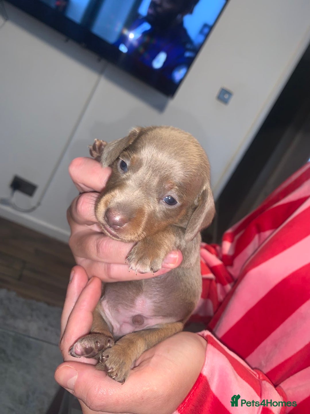 Miniature Dachshund dogs for sale: Kc miniature daschunds - Image 5