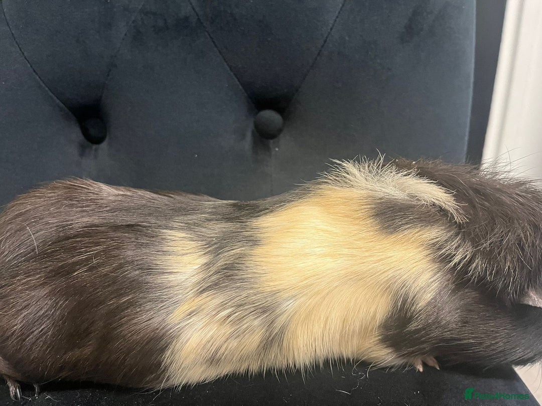 Guinea Pig rodents for sale: Free 4 male guinea pigs - Advert 5