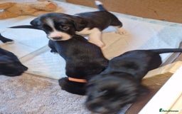 Bocker dogs for sale: Beautiful Bocker puppies - Advert 4