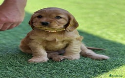 Cocker Spaniel dogs for sale: LAST BOY - Show Cocker Spaniel  in Newport - Image 28