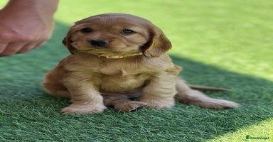 Cocker Spaniel dogs in Newport - Advert 4