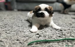 Mixed Breed dogs for sale: 6 beautiful Shih Tzu/Pomerianian puppies !  - Image 10