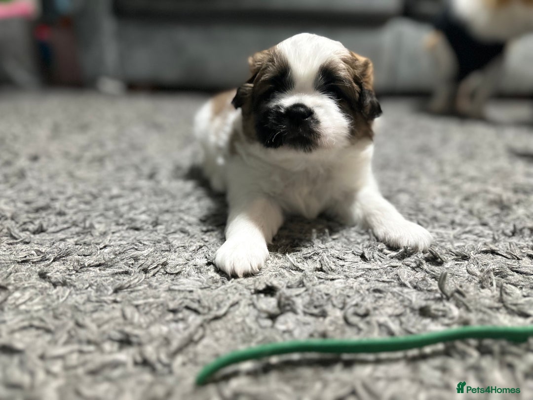 Mixed Breed dogs for sale: 6 beautiful Shih Tzu/Pomerianian puppies !  - Image 10