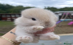 Mini Lop rabbits for sale: Baby mini lops ready to reserve !! - Image 15