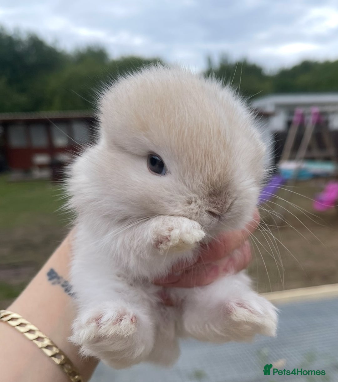 Mini Lop rabbits for sale: Baby mini lops ready to reserve !! - Image 15