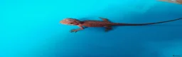 Bearded Dragon reptiles for sale: Bearded dragon  in Ashford - Advert 8