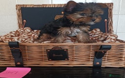 Yorkshire Terrier dogs for sale: Yorkshire terrier puppies  - Image 3