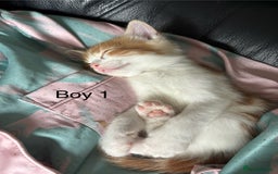 Mixed Breed cats for sale: 4 Gorgeous little boys  - Image 4