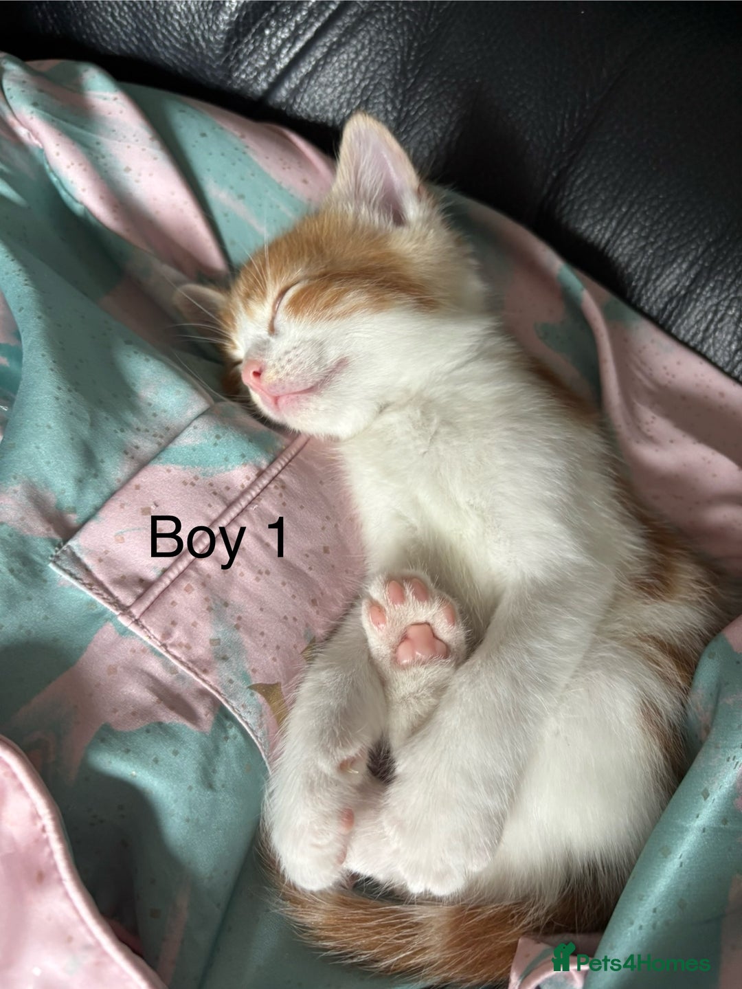 Mixed Breed cats for sale: 4 Gorgeous little boys  - Image 4