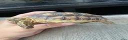 Tortoise reptiles for sale: 1 year old sulcata tortoise for sale  in Abergele - Advert 5