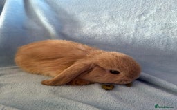 Mini Lop rabbits for sale: Pure Breed Mini Lop baby bunnies ready 1st Aug - Image 5