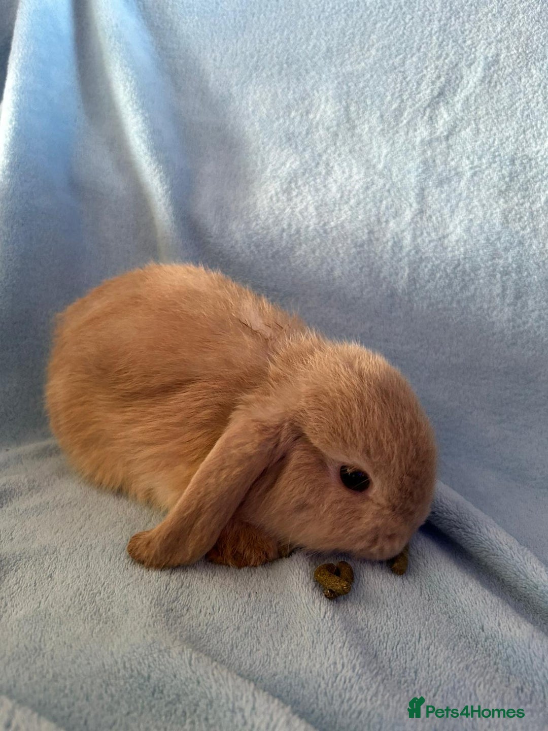 Mini Lop rabbits for sale: Pure Breed Mini Lop baby bunnies ready 1st Aug - Image 5