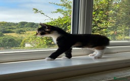 Mixed Breed cats for sale: 3 adorable kittens ready for their forever homes - Image 8