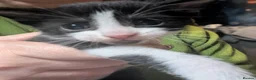 Domestic Shorthair cats for sale: Fluffy Little Mischief Makers Looking for Homes - Advert 24