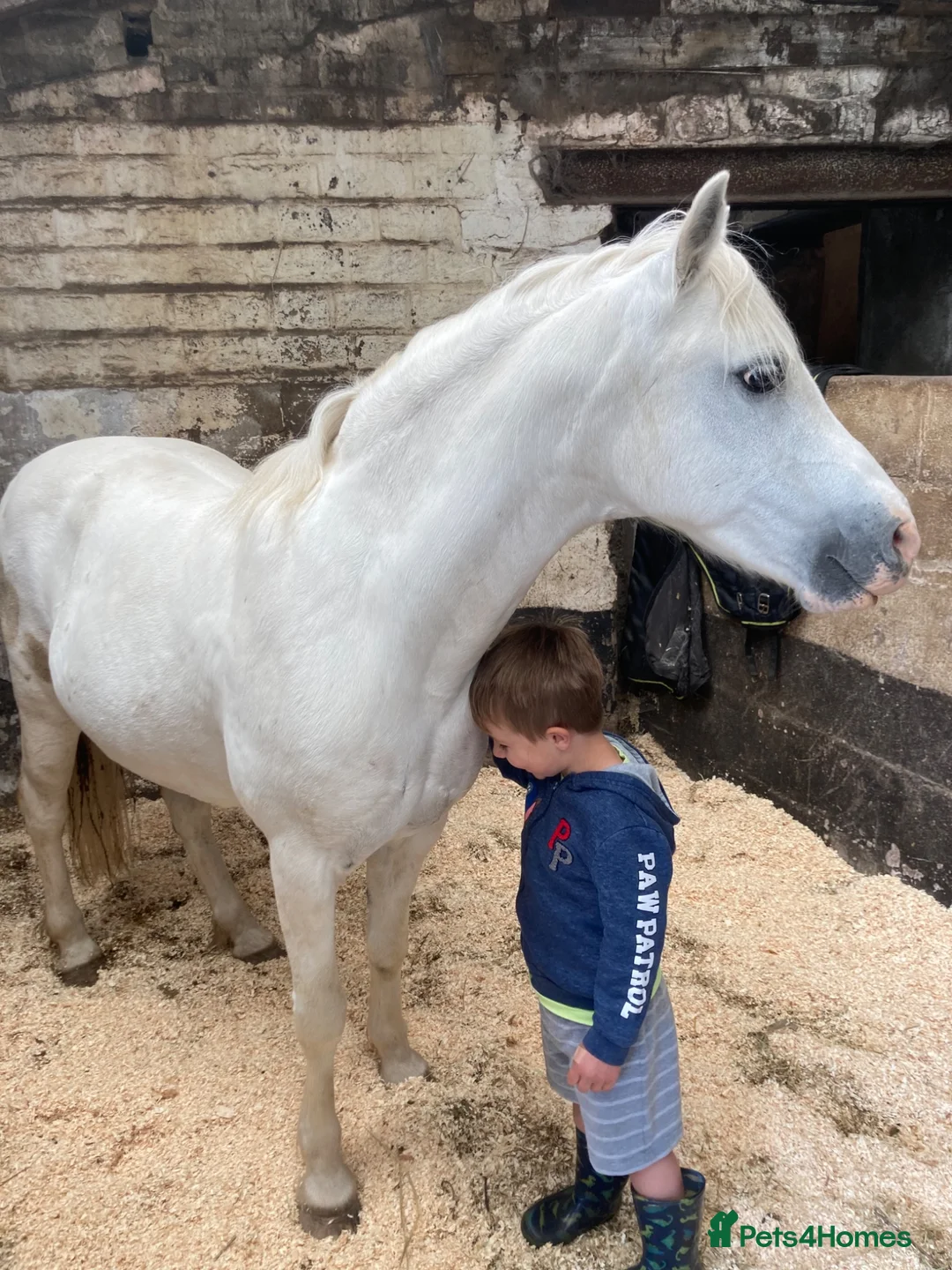 Welsh Section A horses for sale: Welsh section a mare in Hyde - Advert 4