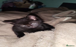 Mixed Breed cats for sale: Kittens for free  - Image 12