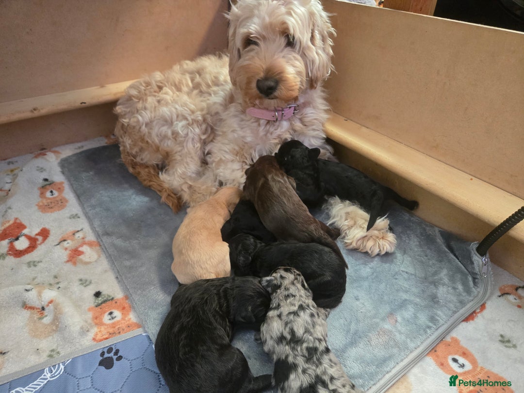 Cocker Spaniel dogs for sale: Cockerpoo pups  - Advert 1