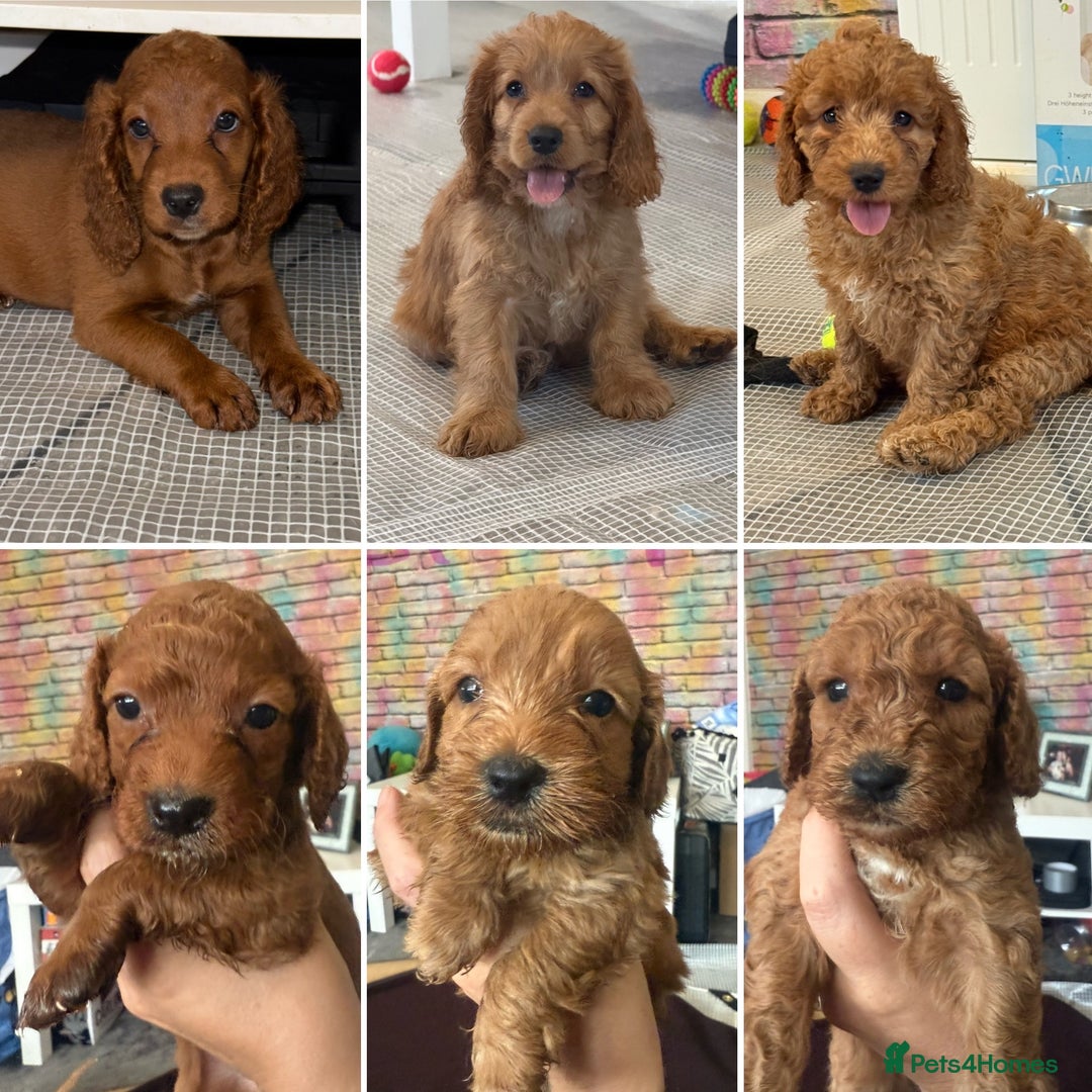 Cockapoo dogs for sale: 5 Adorable Fox Red & Apricot Cockapoo Puppies - Image 1