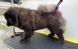 Chow Chow dogs for sale: Blue Chow Chow Female - Image 12
