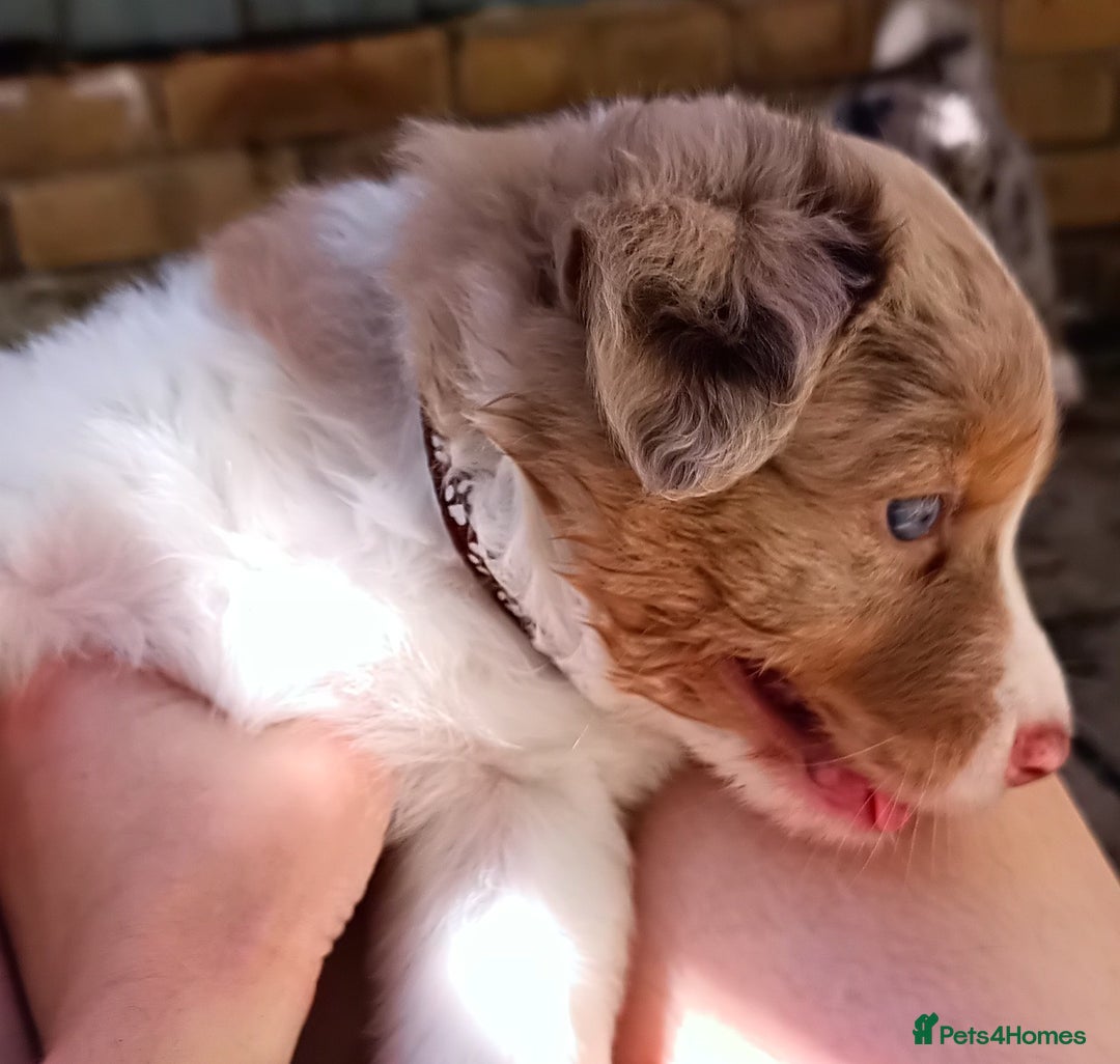 Australian Shepherd dogs for sale: Australian Shepherd puppies looking for new home in Peterborough - Image 6