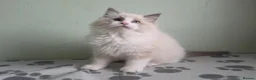 Ragdoll cats for sale: GCCF-registered Ragdoll kittens - Advert 9