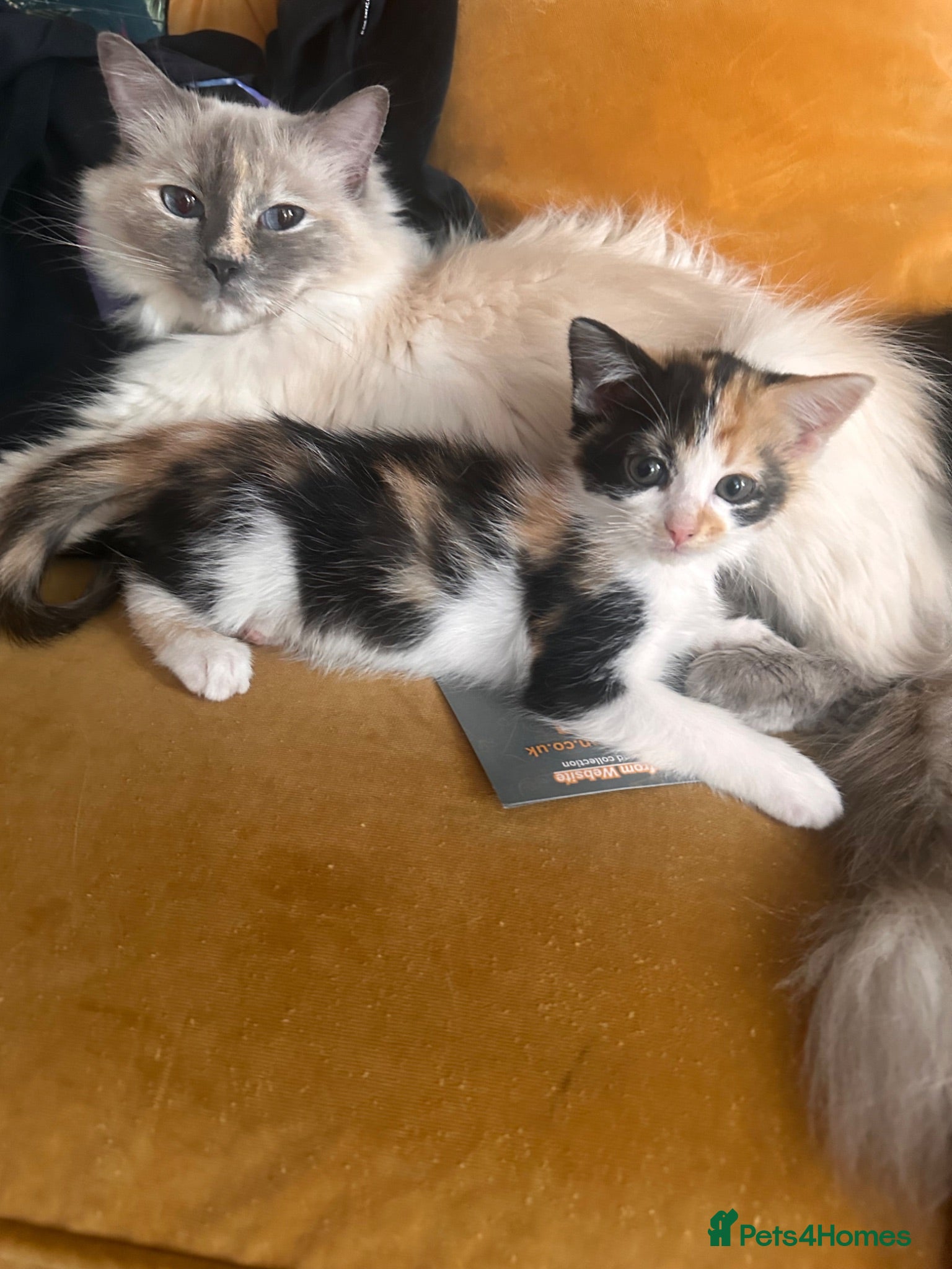 Mixed Breed cats Ragdoll x Turkish van kittens  - Advert 17