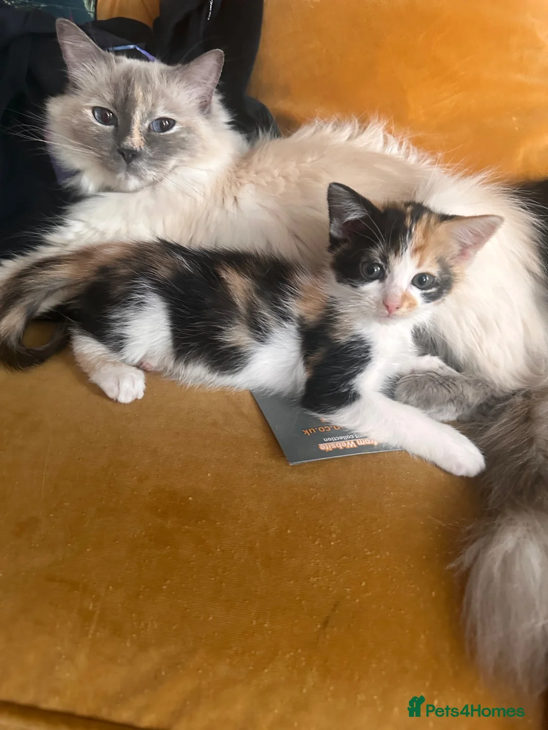 Mixed Breed cats for sale: Ragdoll x Turkish van kittens  - Advert 1