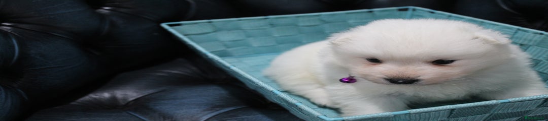 Samoyed Puppy purple